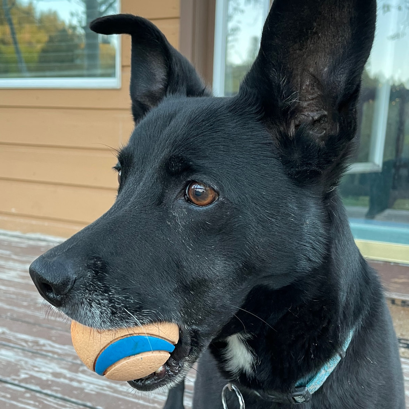 Rufus, a black dog with big ears holding his orange-and-blue ball